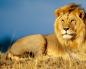 Африканский лев в красной книге - описание африканского льва