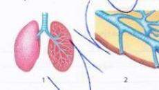 Системы органов жиовтных Основные системы органов животного организма