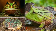 Vrsta: Ceratophrys ornata = Ukrašena ili šarena praćka Sadržaj žablje praćke