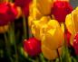 Šta znače snovi o tulipanima?
