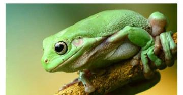 Zašto sanjate žabe krastače ili žabe?