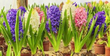 Hyacinth: sorte, opis, skrb za rožo v loncu