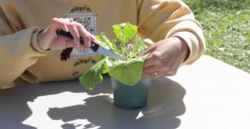 Садовый и домашний цветок гербера — рекомендации по выращиванию